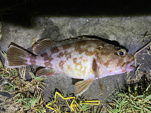 アラカブの釣果