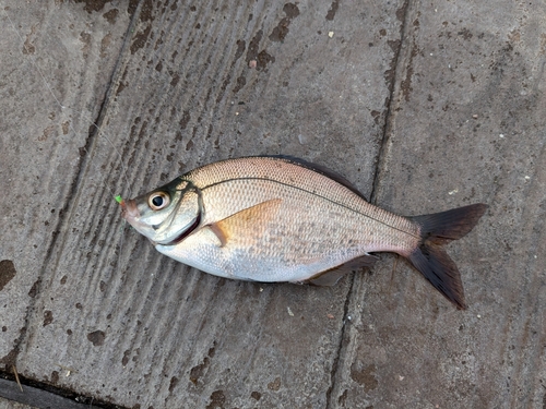 ウミタナゴの釣果