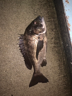 クロダイの釣果