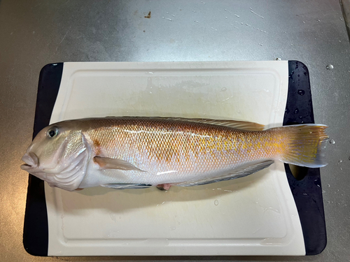 シロアマダイの釣果