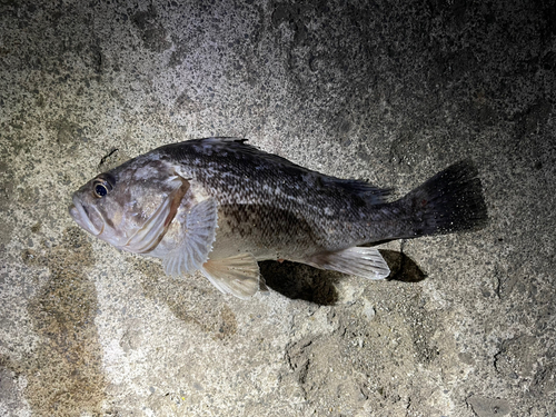 クロソイの釣果