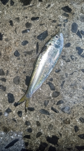 サッパの釣果