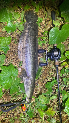 ライギョの釣果