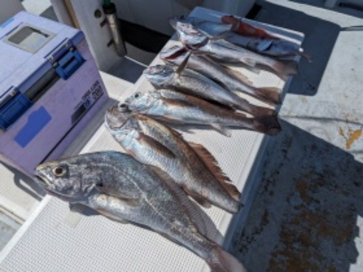 つり正丸 釣果さんの釣果 2枚目の画像