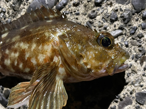 カサゴの釣果