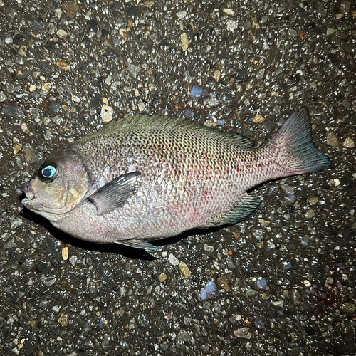 メジナの釣果