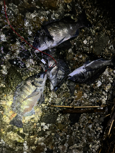 クロダイの釣果