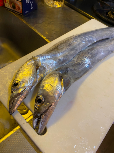 タチウオの釣果