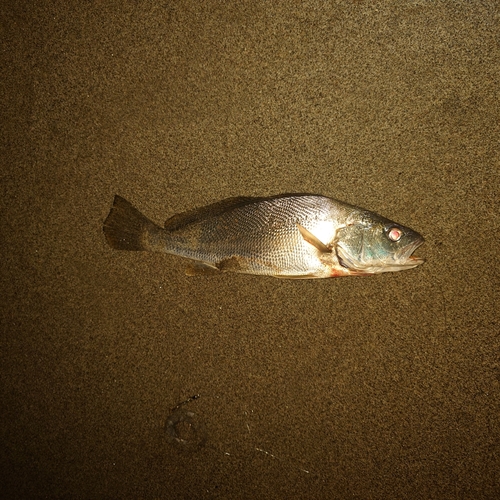 ニベの釣果