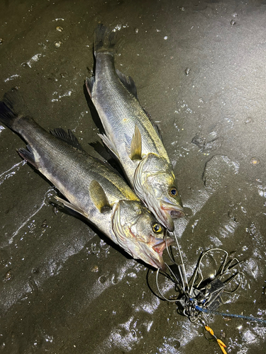 シーバスの釣果