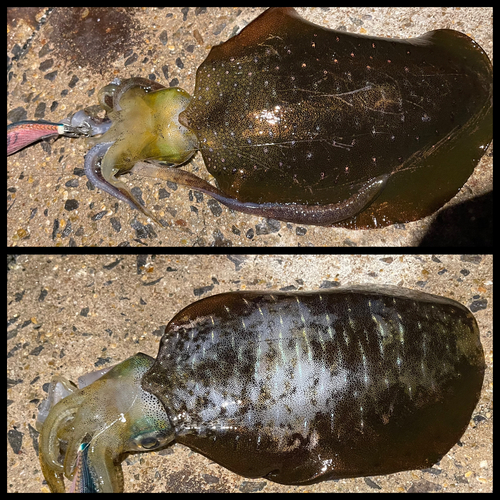 アオリイカの釣果