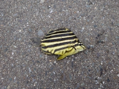 カゴカキダイの釣果