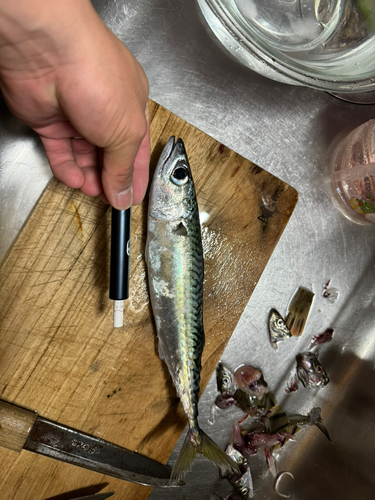 サバの釣果