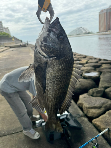 チヌの釣果