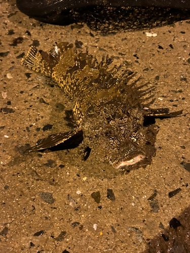 オニオコゼの釣果