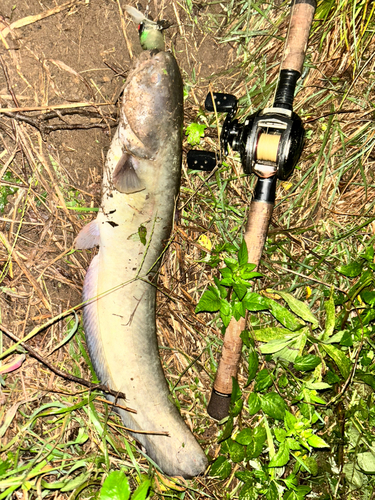 ナマズの釣果