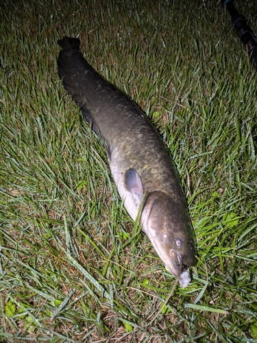 ナマズの釣果