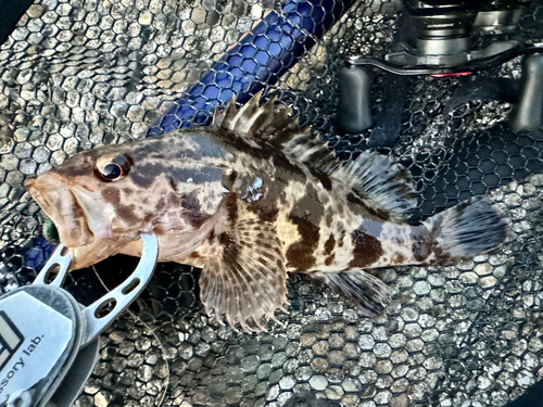 タケノコメバルの釣果