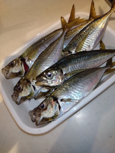 アジの釣果