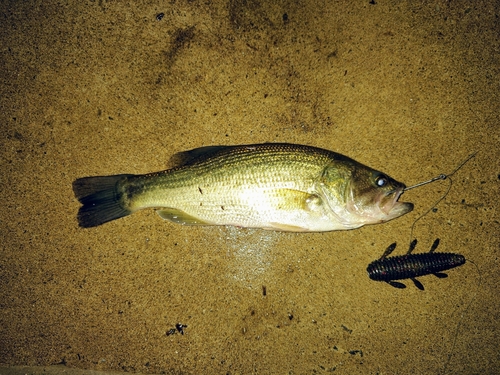 ラージマウスバスの釣果