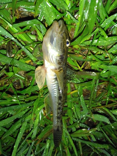 マハゼの釣果