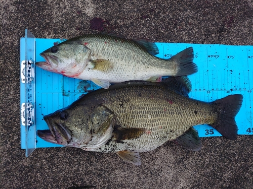 ブラックバスの釣果