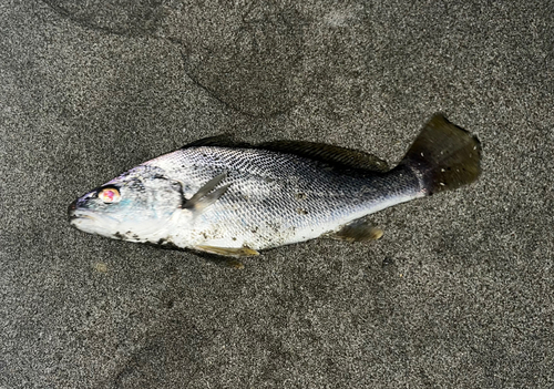 ニベの釣果