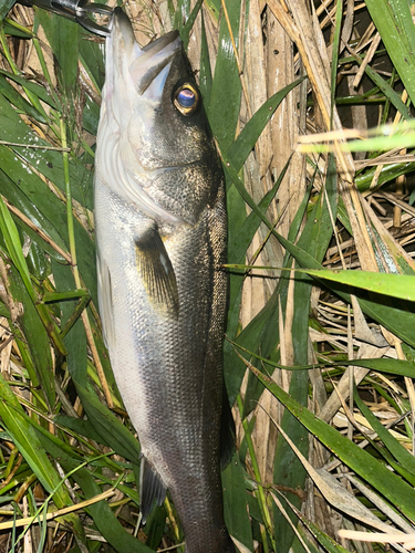 フッコ（マルスズキ）の釣果