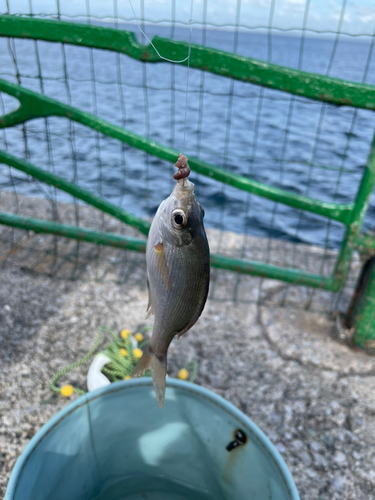 ウミタナゴの釣果