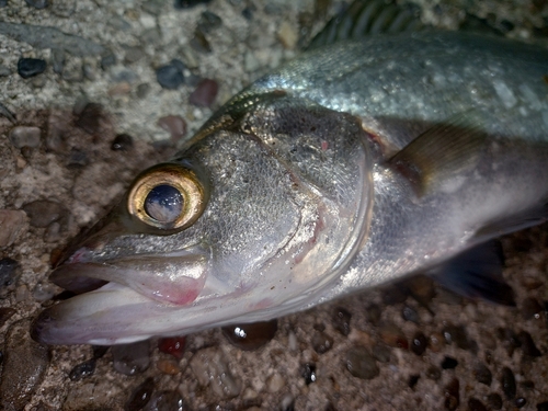 セイゴ（ヒラスズキ）の釣果