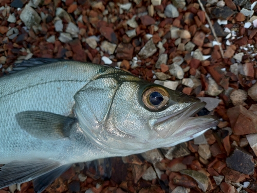 セイゴ（ヒラスズキ）の釣果