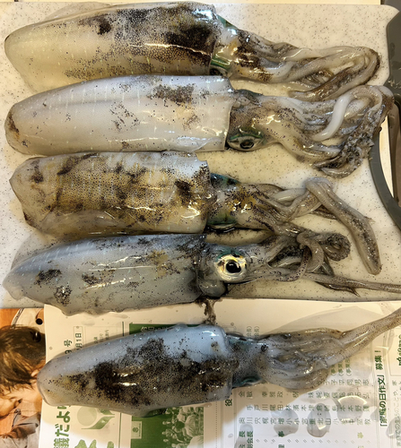 アオリイカの釣果