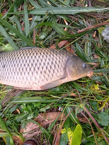 コイの釣果