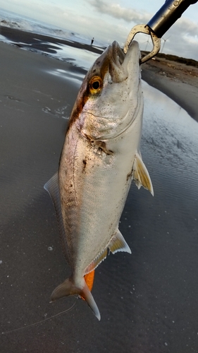 カンパチの釣果