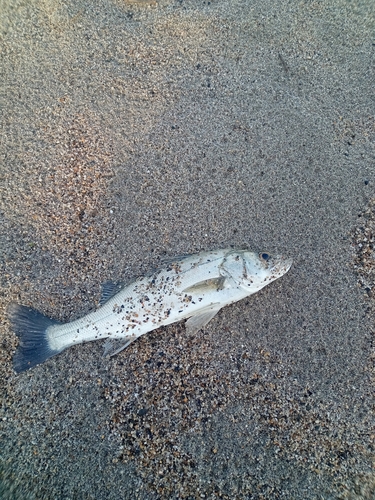 セイゴ（マルスズキ）の釣果