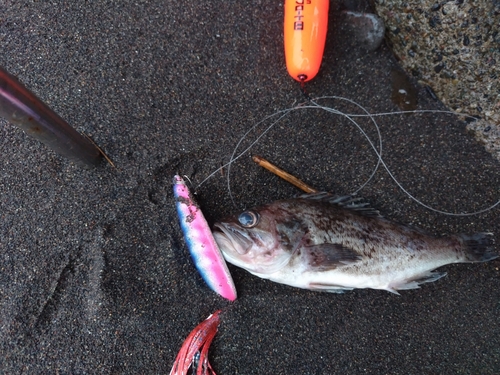 クロソイの釣果