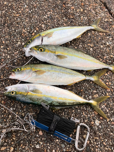 ツバイソの釣果