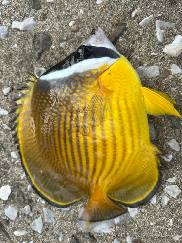 チョウチョウウオの釣果