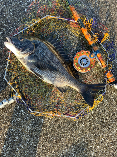 クロダイの釣果