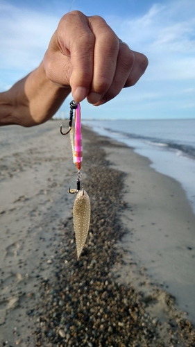 シタビラメの釣果