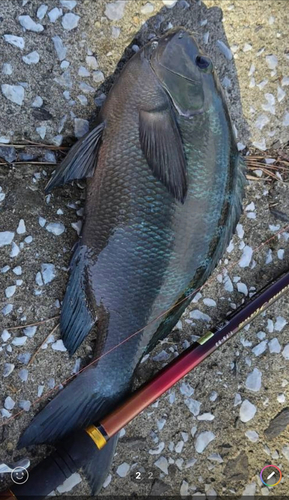 クチブトグレの釣果