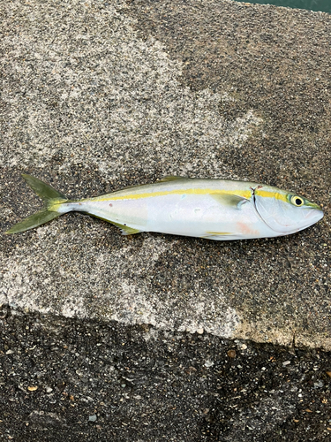 ツバイソの釣果