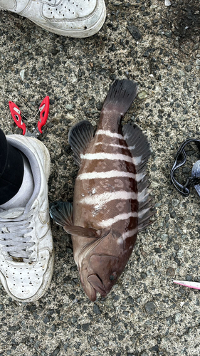 マハタの釣果