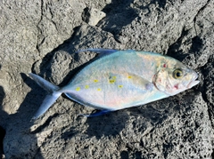 ナンヨウカイワリの釣果