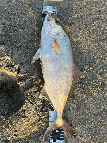 ショゴの釣果