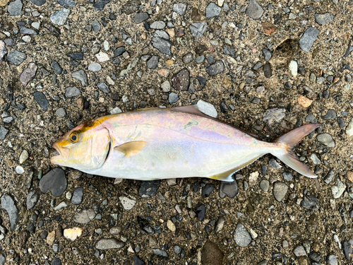 ショゴの釣果