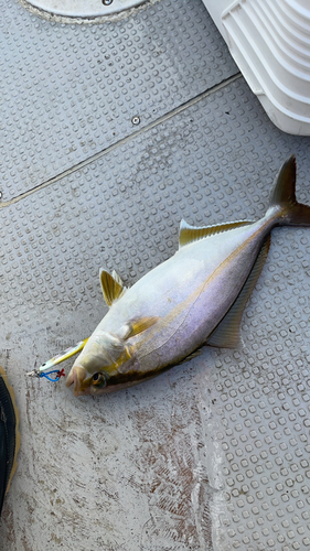 カンパチの釣果