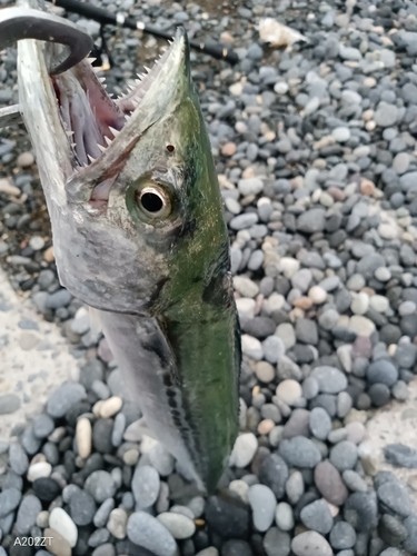 サゴシの釣果