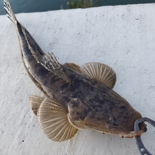 マゴチの釣果