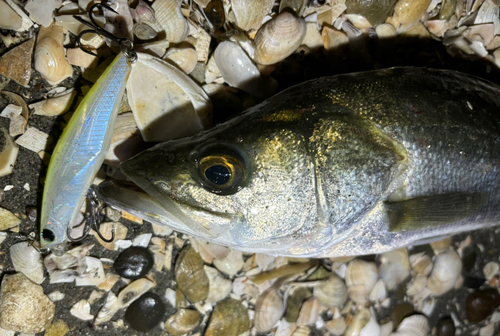 シーバスの釣果